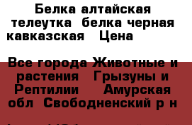 Белка алтайская телеутка, белка черная кавказская › Цена ­ 5 000 - Все города Животные и растения » Грызуны и Рептилии   . Амурская обл.,Свободненский р-н